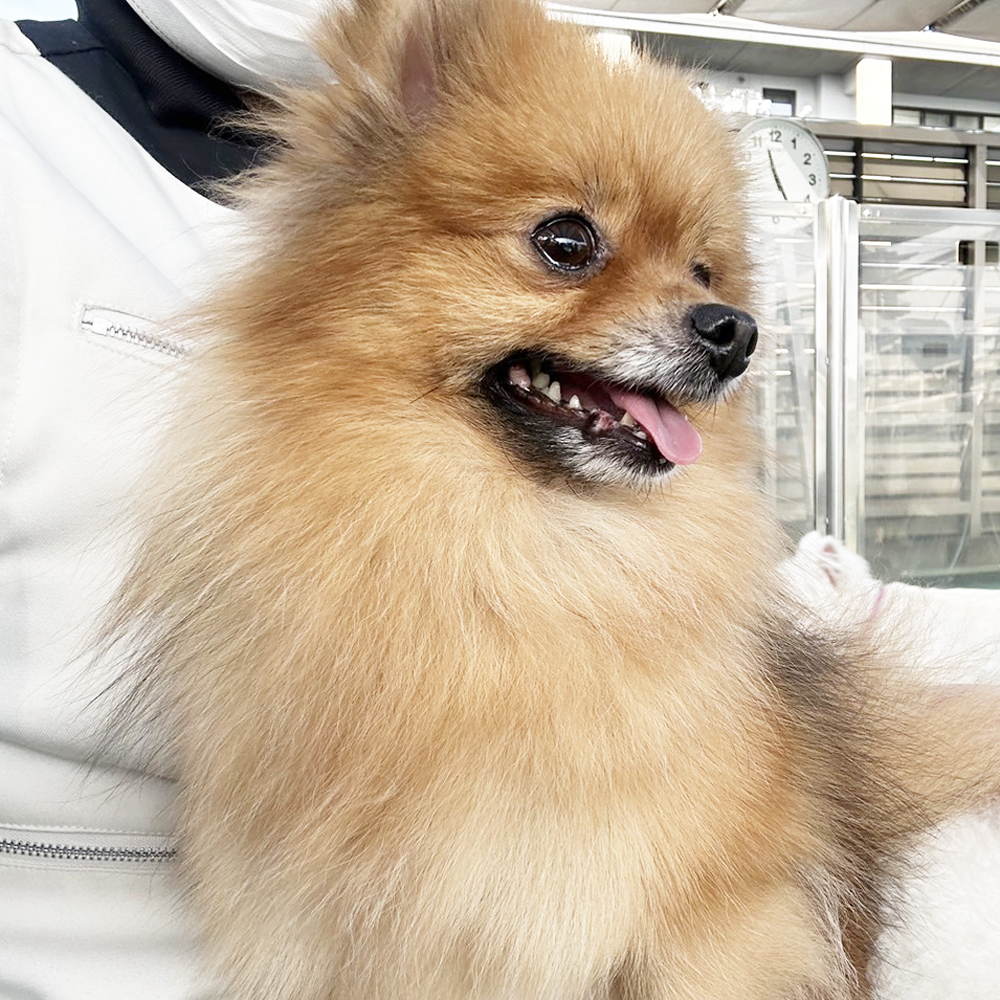 生徒が撮影したモデル犬！ＰＡＲＴ②